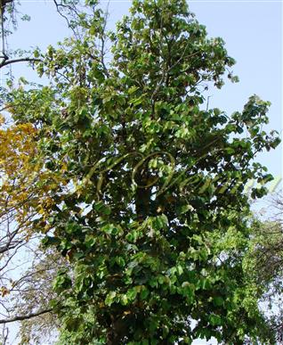  Plant